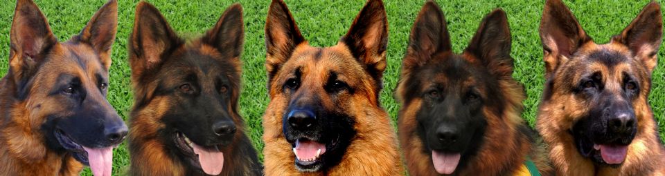 Kingvale German Shepherds